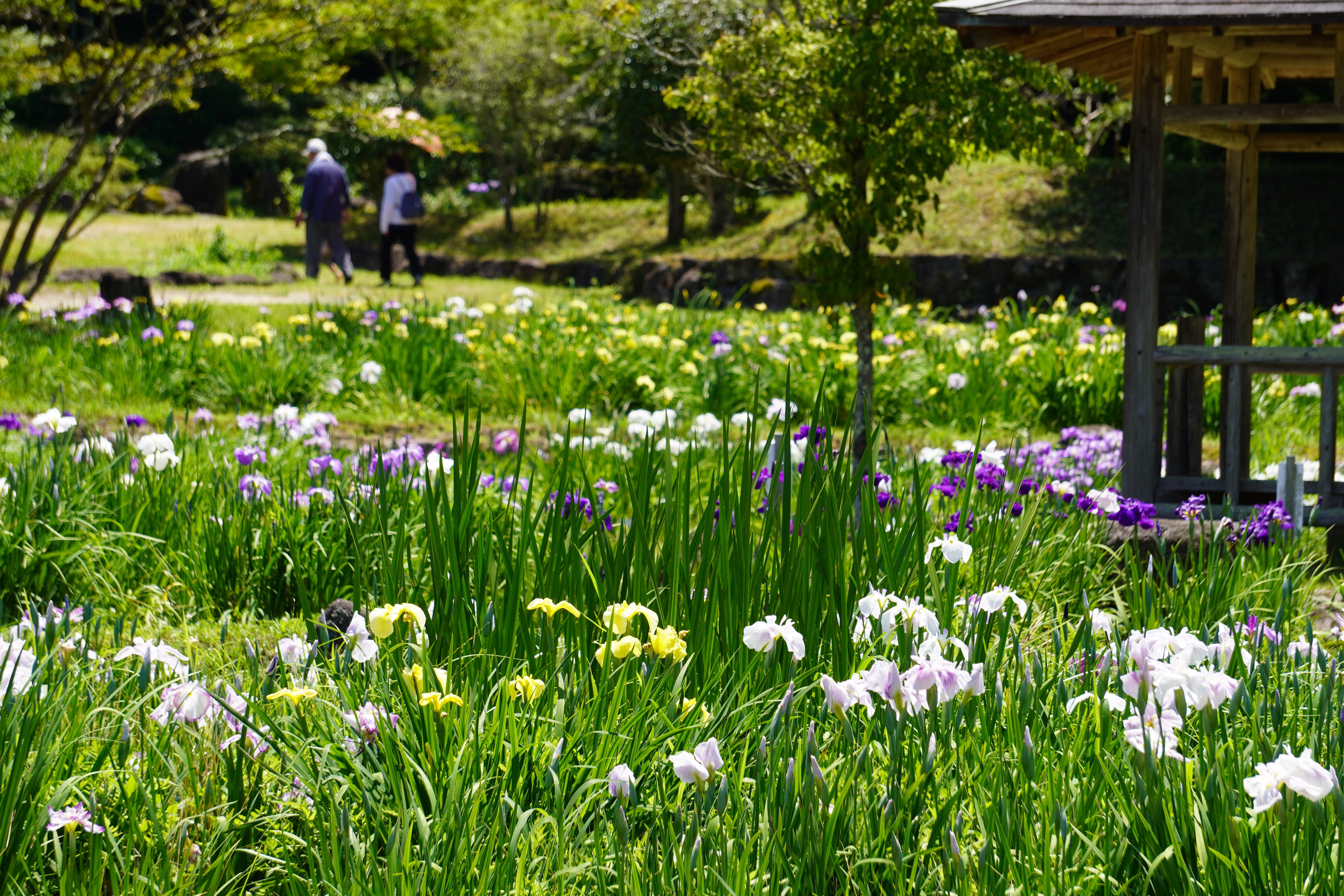 6月にはあやめが楽しめます