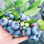 Ripe blueberry picking experience