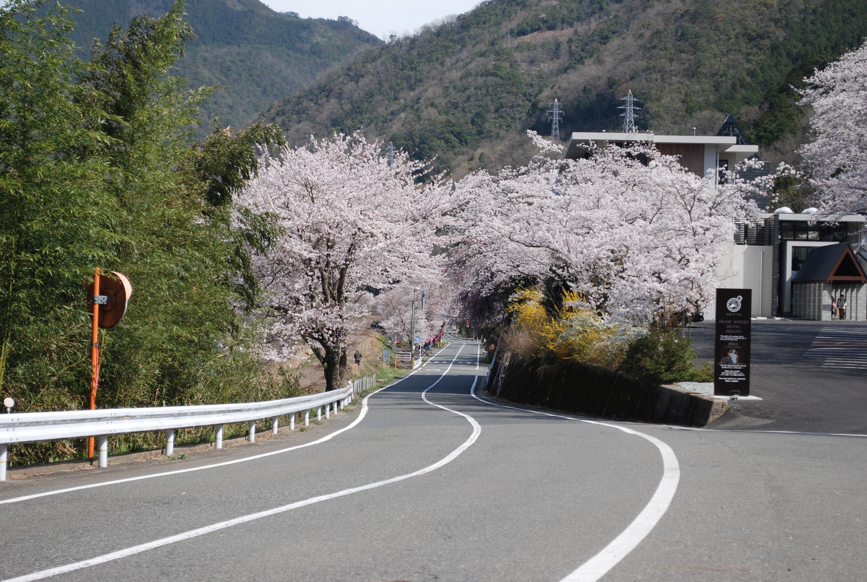 桜のトンネルの風景です