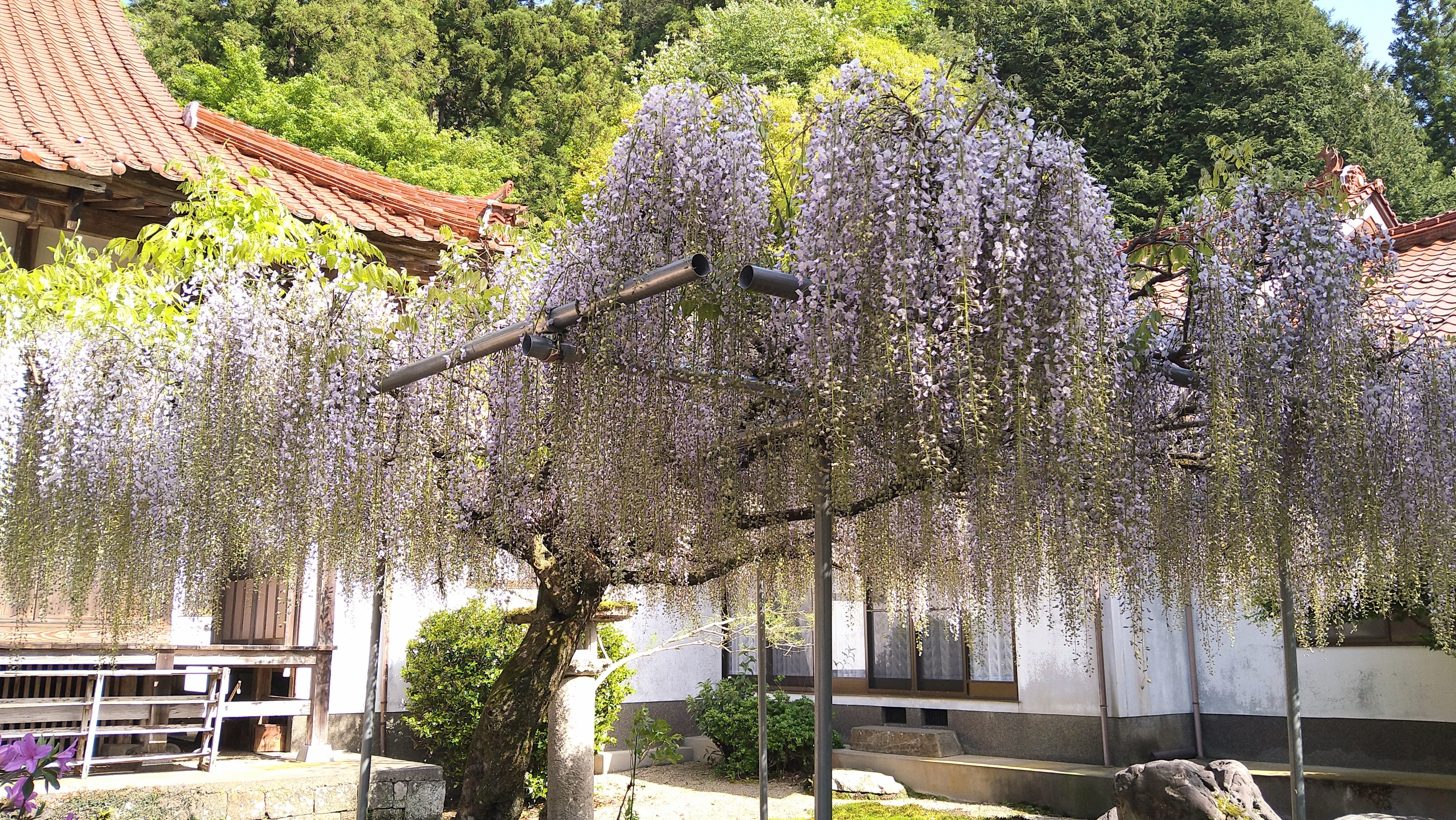 妙用寺境内に咲く藤の花