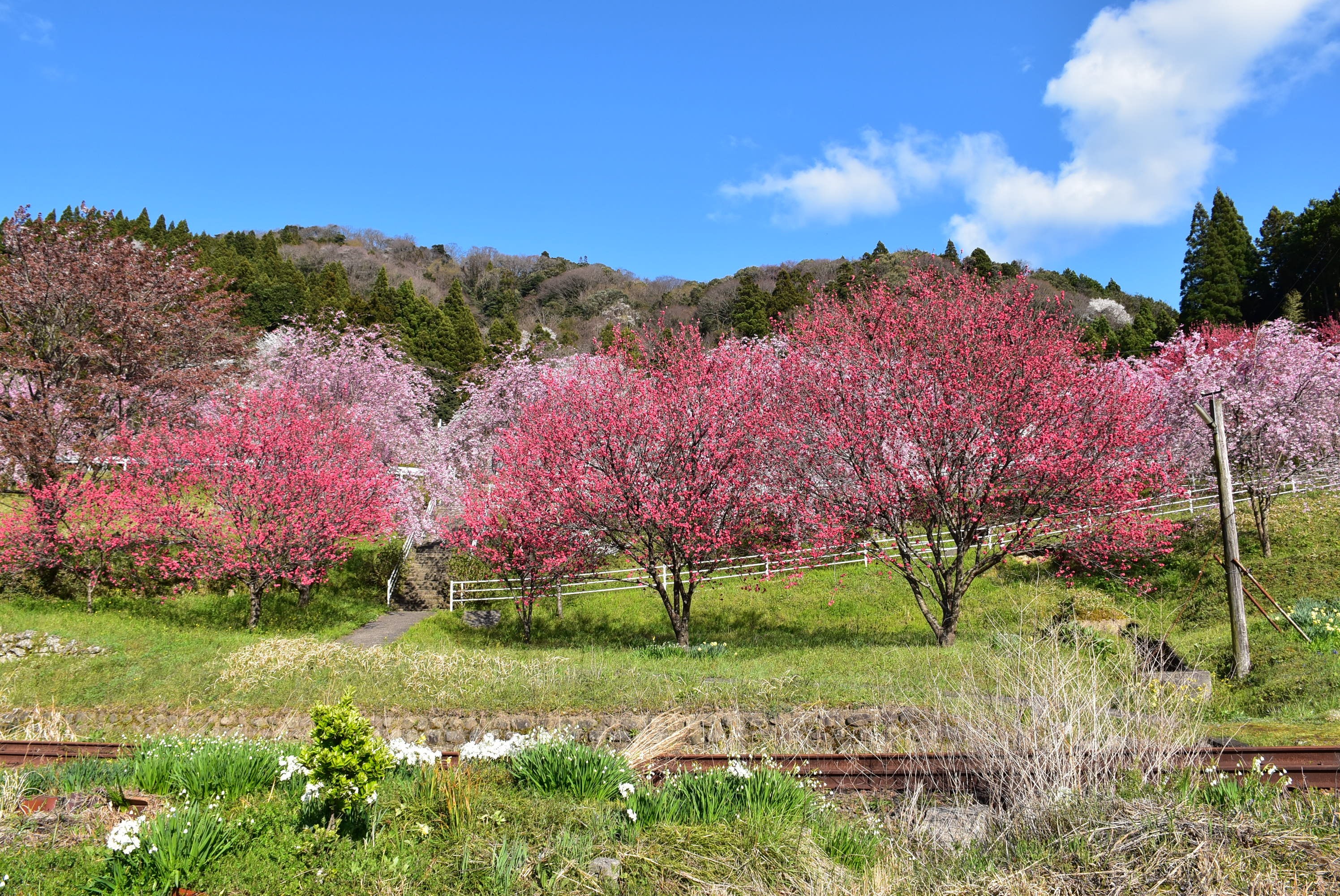 妙用寺下に咲く花桃