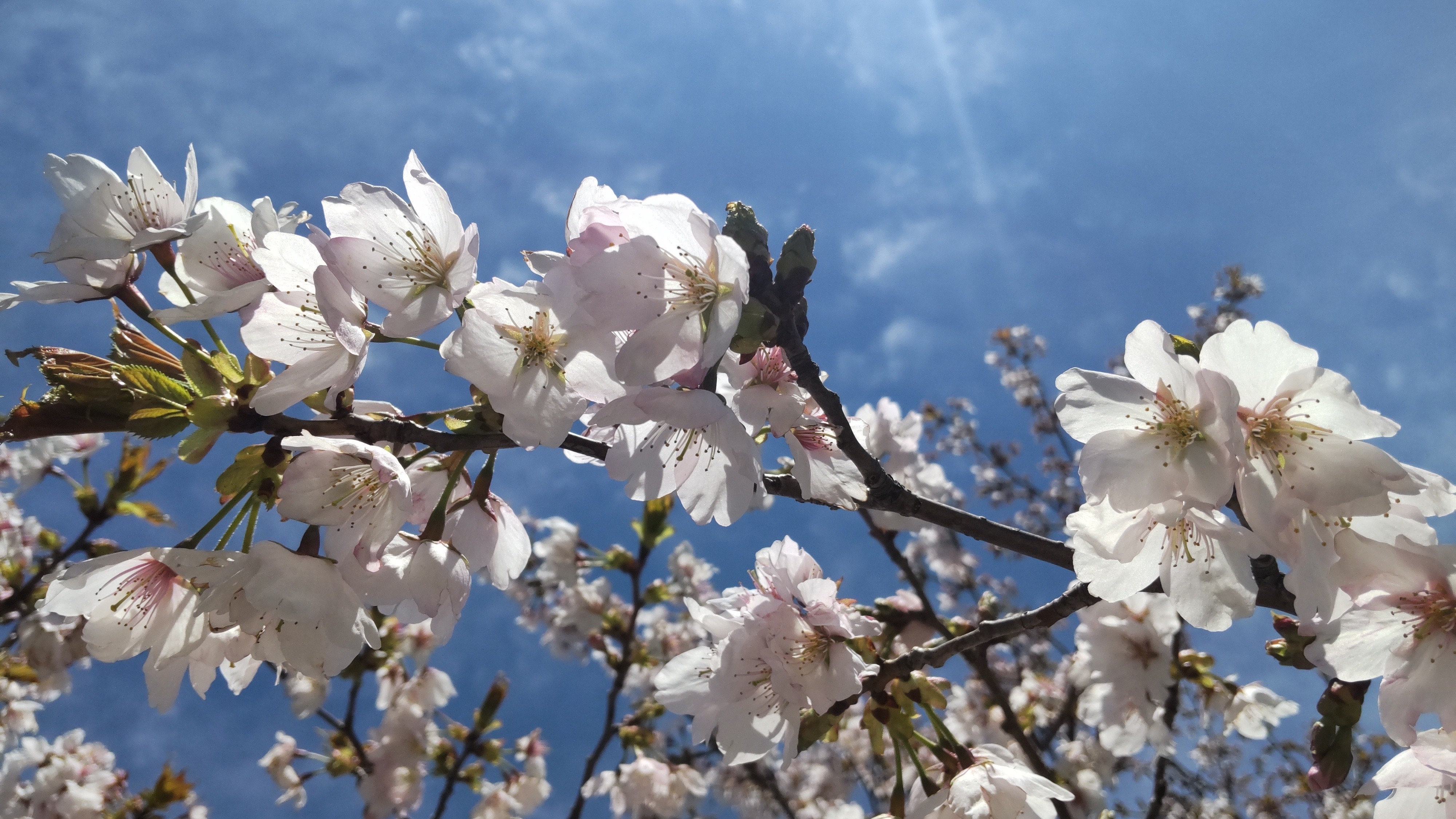 ＳＵＰで桜・お花見を楽しめます。