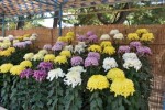 Fukuyama Chrysanthemum Exhibition