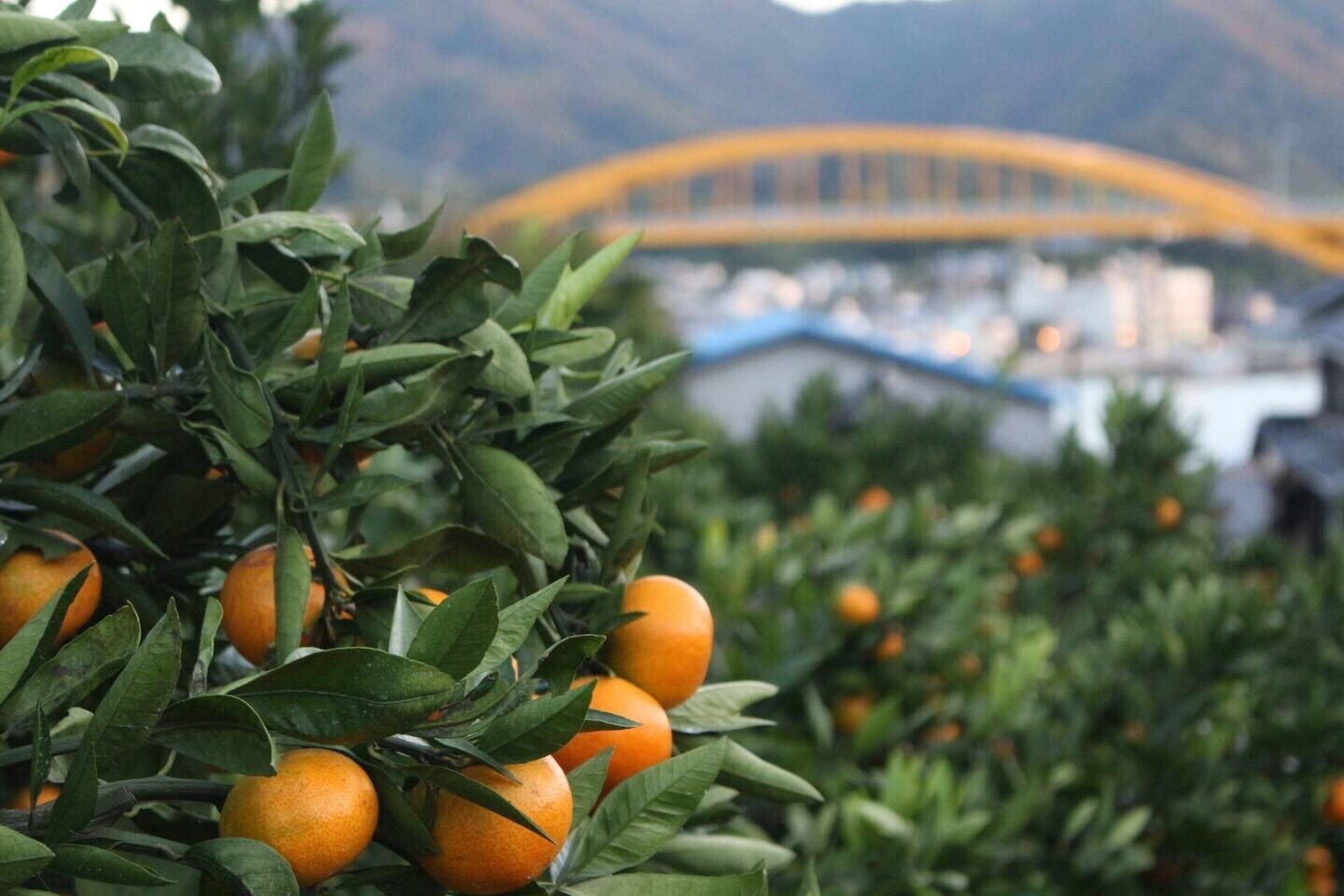 柑橘の振興を願うオレンジ色の橋、高根大橋