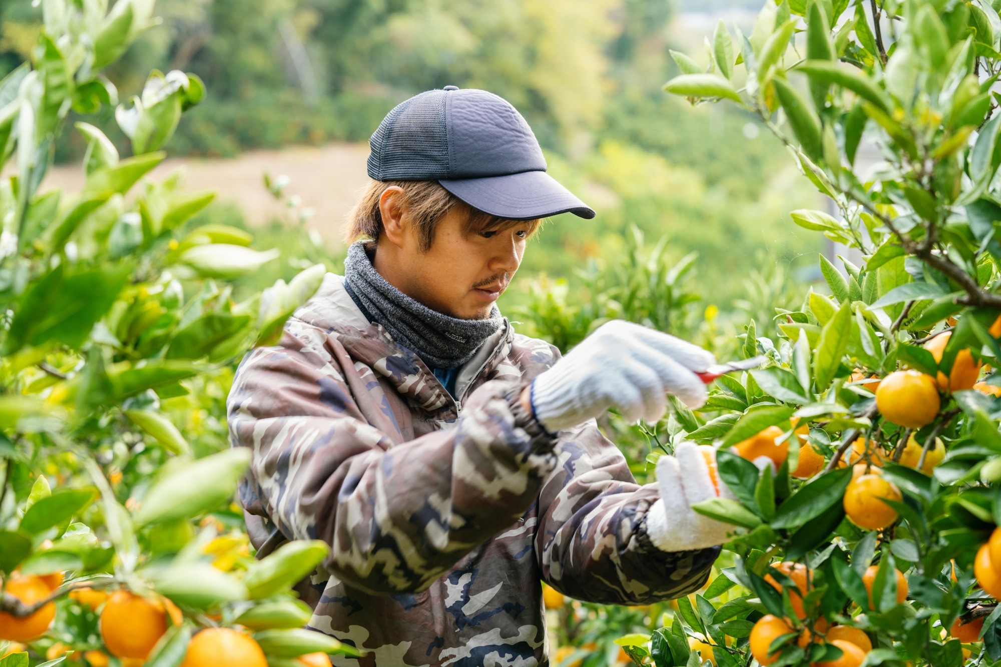 化学的な物は一切使用せず、栽培しています。