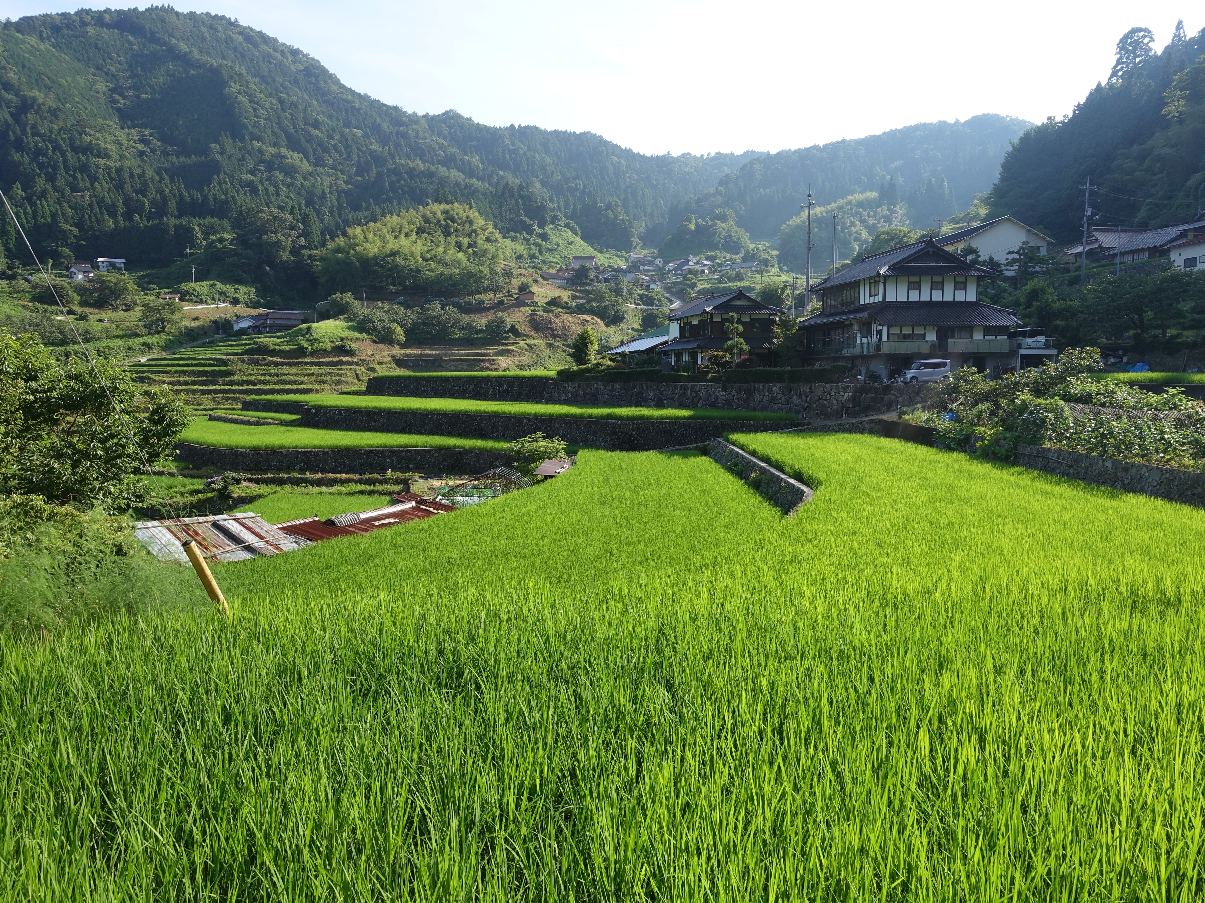 棚田