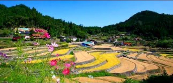 棚田