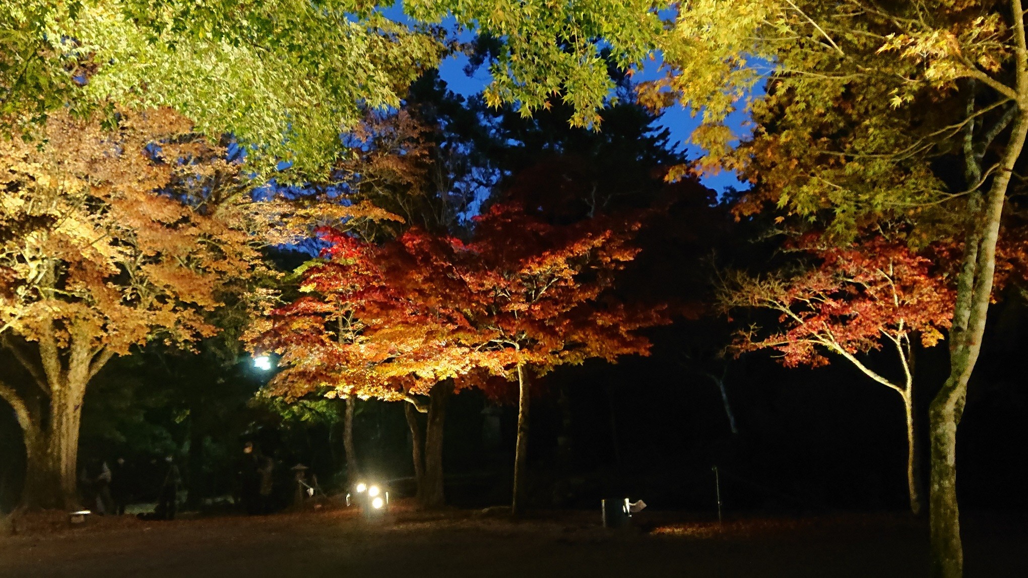 紅葉谷公園ライトアップの様子