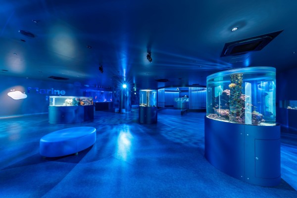 水槽 icchimama Hiroshima Motomachi Aquarium | The Official Guide to Hiroshima