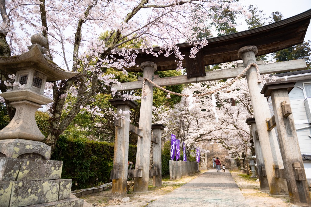 春の清神社（桜）