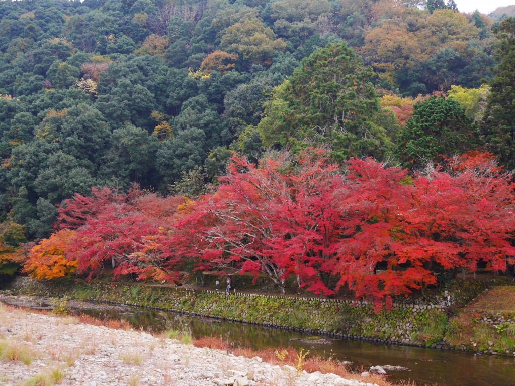 Maple forest of the ruins of a mere hermitage | The Official Guide