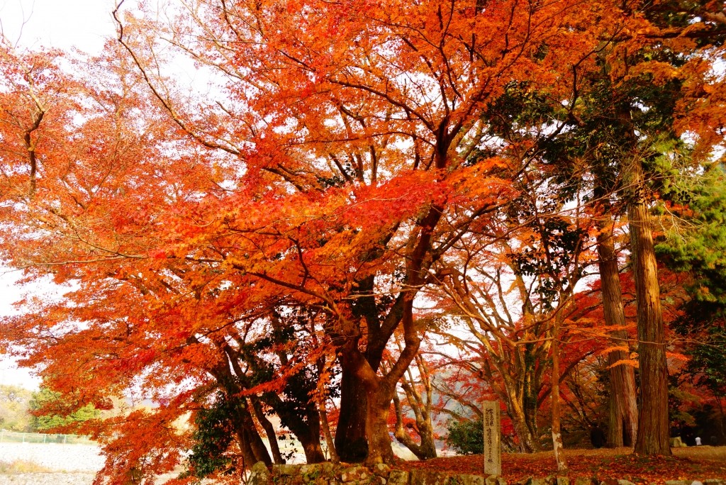 Maple forest of the ruins of a mere hermitage | The Official Guide