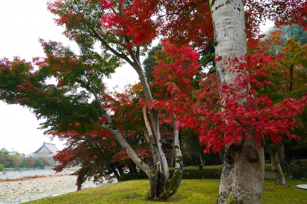 Maple forest of the ruins of a mere hermitage | The Official Guide