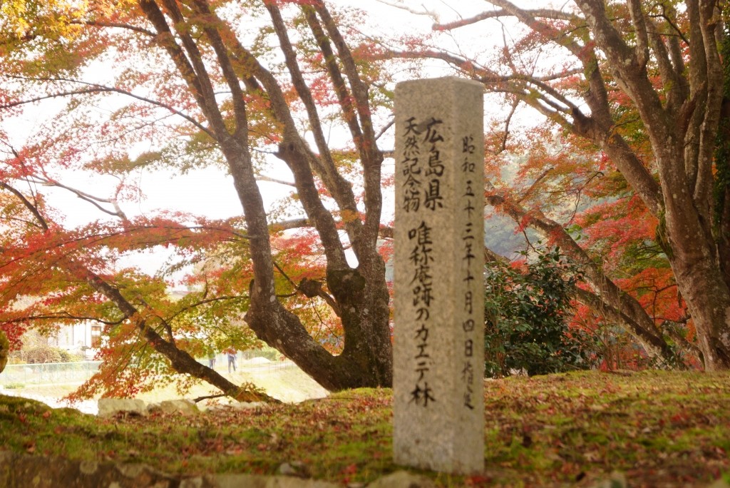 Maple forest of the ruins of a mere hermitage | The Official Guide