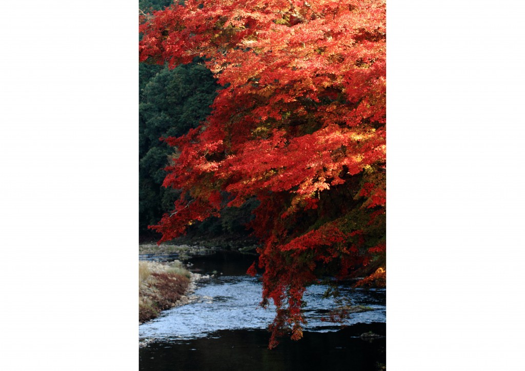 Maple forest of the ruins of a mere hermitage | The Official Guide